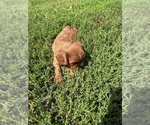 Small #3 Cavalier King Charles Spaniel
