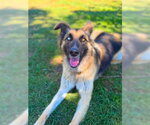 Small #4 German Shepherd Dog Mix