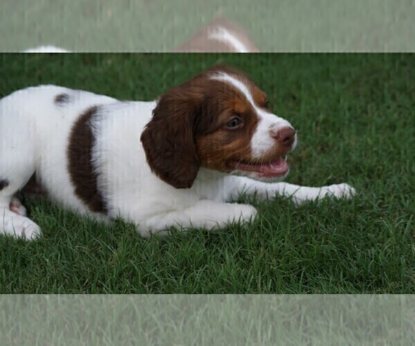 Medium Photo #1 Brittany Puppy For Sale in HAMILTON, GA, USA