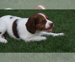 Small Photo #1 Brittany Puppy For Sale in HAMILTON, GA, USA