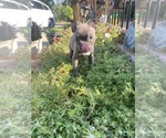 Small Photo #12 Faux Frenchbo Bulldog Puppy For Sale in FREDONIA, KS, USA