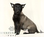 Small Belgian Malinois