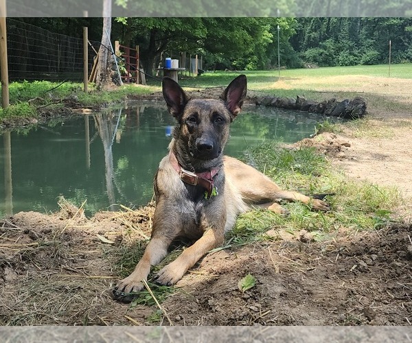 View Ad Belgian Malinois Puppy for Sale near Ohio, MIDLAND, USA. ADN