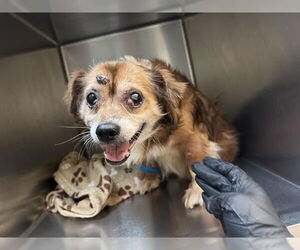 Chihuahua Dogs for adoption in Pasadena, CA, USA