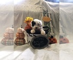 Puppy Pirate Old English Sheepdog
