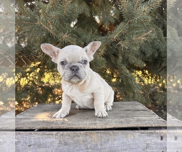 Medium Photo #2 French Bulldog Puppy For Sale in MIDDLEBURY, IN, USA