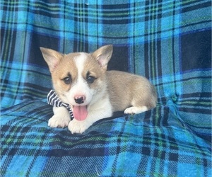 Pembroke Welsh Corgi Puppy for sale in LAKELAND, FL, USA
