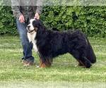 Small Photo #1 Bernese Mountain Dog Puppy For Sale in Hatvan, Heves, Hungary