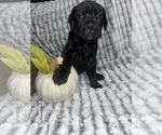 Puppy Puppy 6 ariel Cane Corso
