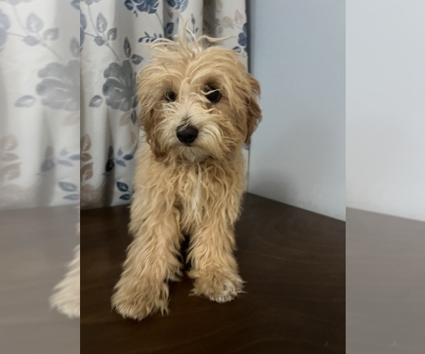 Medium Photo #53 Cavapoo-Poodle (Miniature) Mix Puppy For Sale in DURHAM, CT, USA