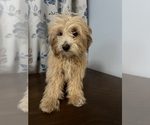 Small #52 Cavapoo-Poodle (Miniature) Mix