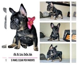 French Bulldog Puppy for sale in BAYTOWN, TX, USA