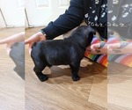 Small Photo #20 French Bulldog Puppy For Sale in GARLAND, TX, USA