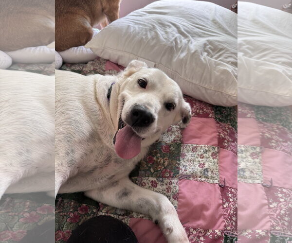 Medium Photo #2 Lab-Pointer Puppy For Sale in Arlington, VA, USA