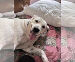 Small #1 Lab-Pointer