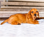 Small Photo #46 Dachshund Puppy For Sale in WAKARUSA, IN, USA