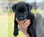 Small Labrador Retriever Mix