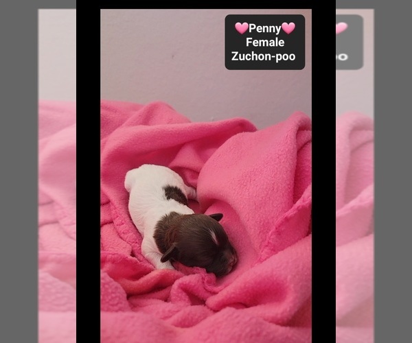 Medium Photo #3 Poodle (Toy)-Zuchon Mix Puppy For Sale in TUCSON, AZ, USA