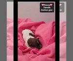 Small #2 Poodle (Toy)-Zuchon Mix