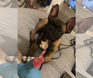 French Bulldog Puppy for sale in PERRIS, CA, USA