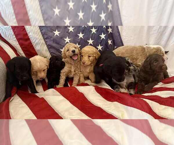 Medium Photo #1 Aussiedoodle-Labradoodle Mix Puppy For Sale in BRYANTOWN, MD, USA