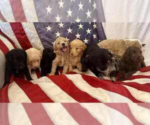 Aussiedoodle-Labradoodle Mix Litter for sale in BRYANTOWN, MD, USA