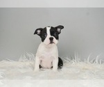 Puppy 1 Boston Terrier