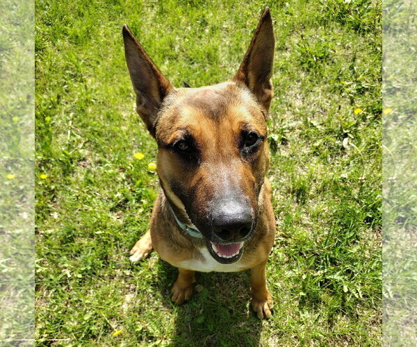 Medium Photo #17 Mutt Puppy For Sale in Fargo, ND, USA