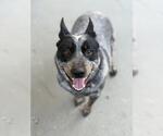 Small Texas Heeler