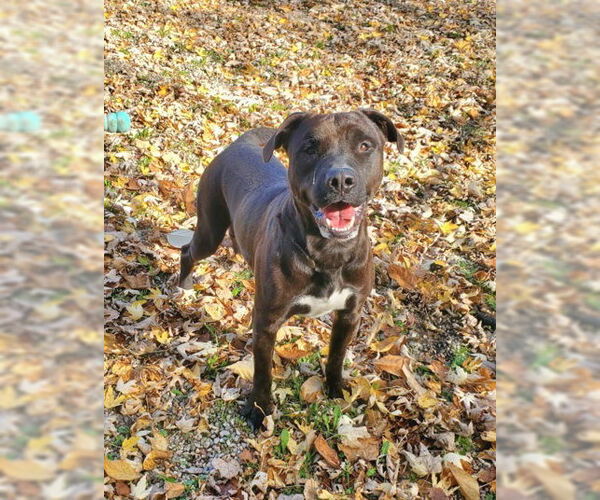 Medium Photo #1 Mutt Puppy For Sale in Lake City, MI, USA