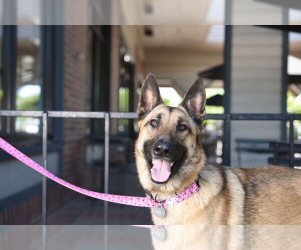 Medium Photo #2 German Shepherd Dog Puppy For Sale in Modesto, CA, USA