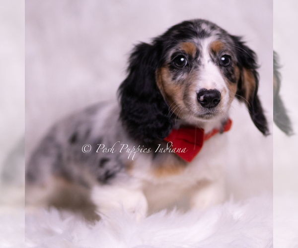 Medium Photo #3 Dachshund Puppy For Sale in WARSAW, IN, USA
