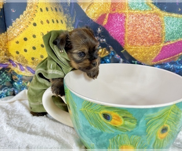 Medium Photo #6 Morkie Puppy For Sale in CASSVILLE, MO, USA