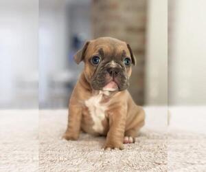 French Bulldog Puppy for sale in DUSON, LA, USA