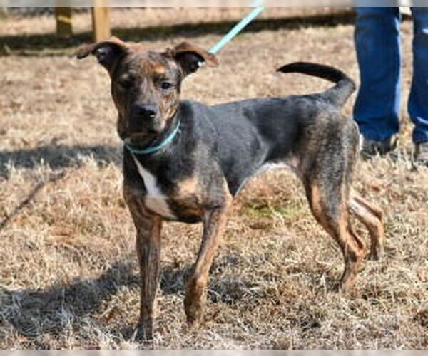 Medium Photo #2 Mutt Puppy For Sale in Glen Allen, VA, USA