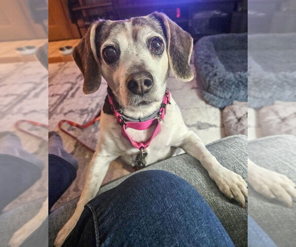 Medium Photo #9 Beagle Puppy For Sale in Gloversville, NY, USA