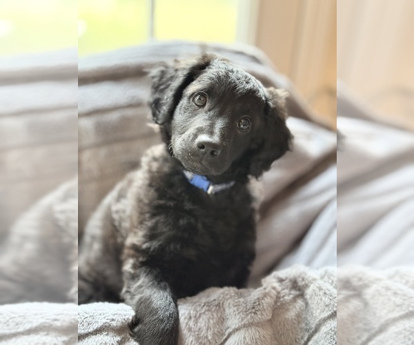 Medium Photo #13 Goldendoodle-Poovanese Mix Puppy For Sale in EVANS, GA, USA