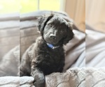 Small #12 Goldendoodle-Poovanese Mix