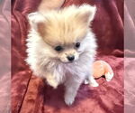 Small #1 Pomeranian Mix