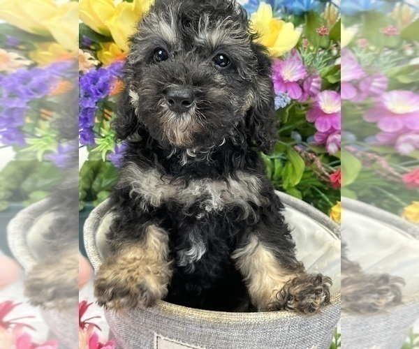 Medium Photo #4 Miniature Bernedoodle Puppy For Sale in BULLARD, TX, USA