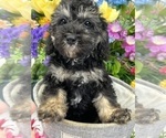 Small Photo #4 Miniature Bernedoodle Puppy For Sale in BULLARD, TX, USA
