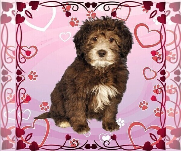 Medium Photo #28 Bernedoodle (Miniature) Puppy For Sale in PEYTON, CO, USA