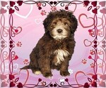 Small Photo #28 Bernedoodle (Miniature) Puppy For Sale in PEYTON, CO, USA
