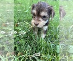 Small Photo #2 Cock-A-Poo-Yorkshire Terrier Mix Puppy For Sale in COLUMBUS, GA, USA