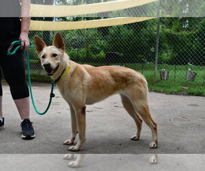 Bella - Female Carolina Dog-Unknown Mix Dog for Adoption - Photo #2