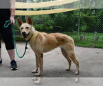 Small Photo #2 Carolina Dog-Unknown Mix Puppy For Sale in Houston, TX, USA