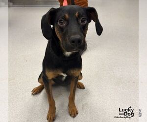 Wallace - Male Black and Tan Coonhound-Unknown Mix Dog for Adoption - Photo #2