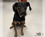 Small Photo #2 Black and Tan Coonhound-Unknown Mix Puppy For Sale in Washington, DC, USA
