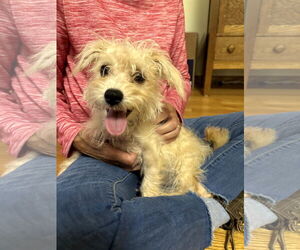 Maltese-Unknown Mix Dogs for adoption in Princeton, MN, USA