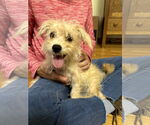 Small Maltese Mix